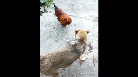 Chicken_VS_Dog_Fight | Funny_Dog_Fight_Videos