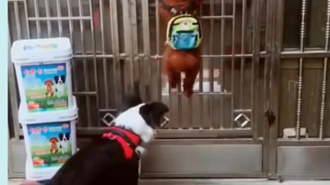 Funny animals | Clever Dog | Clever Puppy