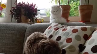 Cat throws a hilarious look after dog makes a wrong move
