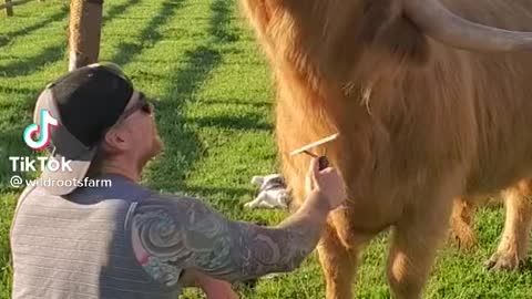 Amazing Farm Animal Bonding With Human