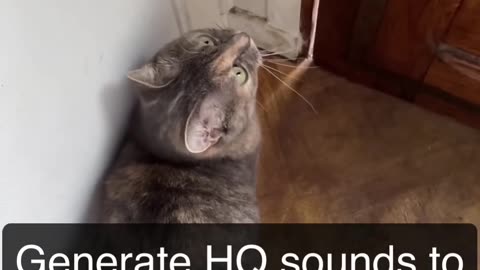 Sounds that attract cat's meow to make cats come you