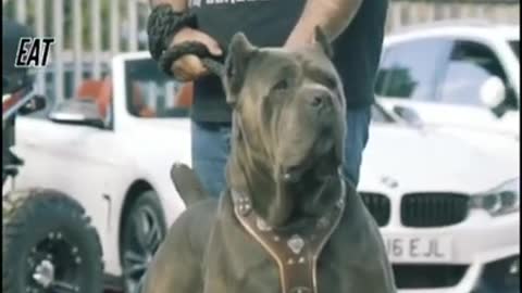 Cane Corso😠 _ Dangerous Dog Breed _ | Cutest Overloaded |