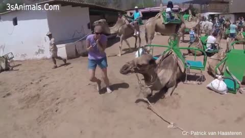 dromedary frightens woman