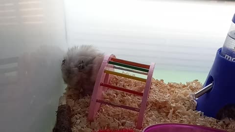 Tired hamster pudding