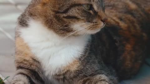 Cat 🐱 cute pet in the world