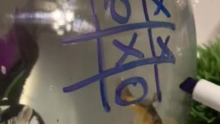 Quarantined Girl Plays Tic-tac-toe With Her Fish