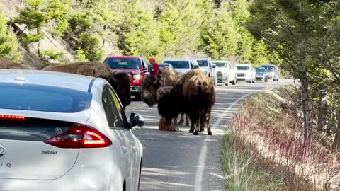 Tired baby bison calf stops traffic in Yellowstone