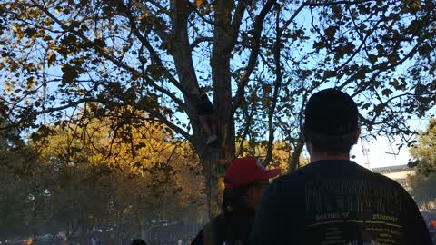Girl Falls from Tree at Music Festival