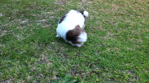 Shih Tzu Puppy and a golf ball fun