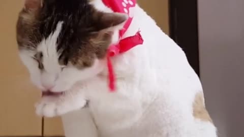 Funny Cat Videos for Kids | Cattitude | LOL | Funny Cat | Funny Cat Pictures |