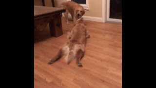 Golden Retriever refuses to let go of toy, gets dragged across floor