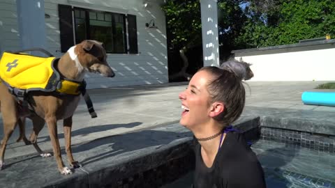 Teaching Dogs How To Swim