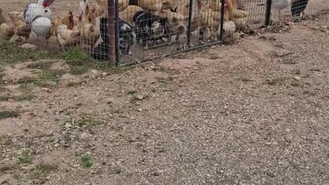 Chickens Hitch a Ride on the Backs of Pigs