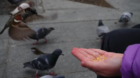 Person feeding birds with his hand on the