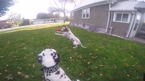 Dalmatian makes awesome catch!