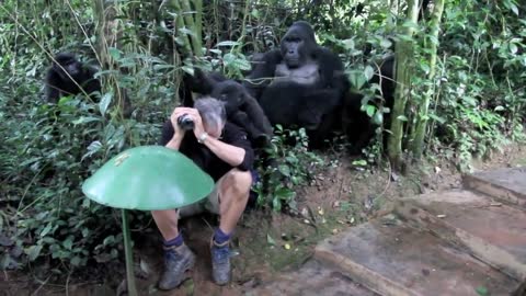 Touched by a Wild Mountain Gorilla (short)