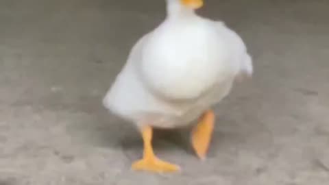 duck running wild