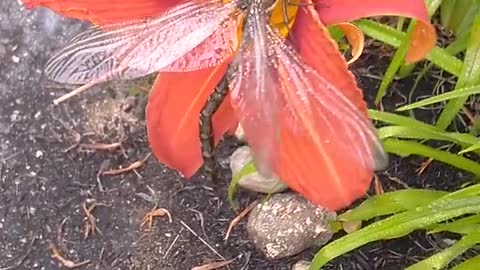 Dragonfly on a Tiger Lily