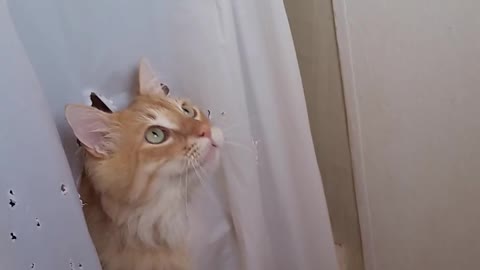 cat tries to get water