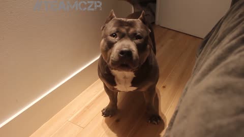 Talking dog Czr. American Bully is so smart!