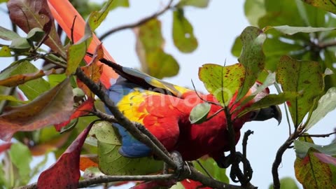 Macaw parrot feeding on a branch