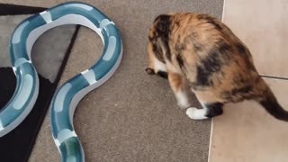 Cat fetches her own toy to play with