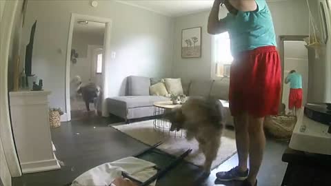 Guy Gets Hit in the Head With a Ladder as Dogs Wag Their Tails