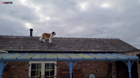 UK family dog was found wandering around on their roof!