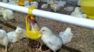 Chicken Farm Part II