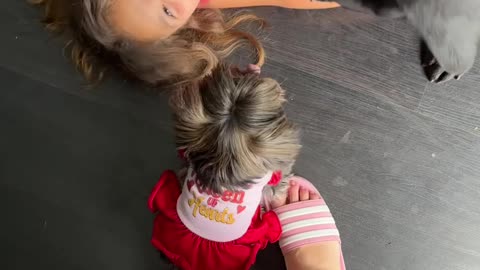 Feisty Tiny Yorkie Attacks Bigger Dog Sibling