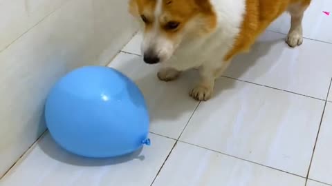 Dog playing with baloon