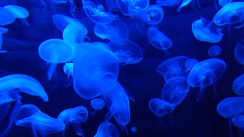 Blue jellyfish