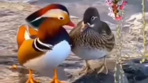 See the beauty of mandarin ducks