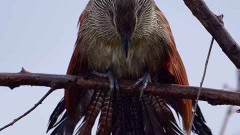 Listen To The Beautiful Call Of The White Browed Coucal~In Folklore It’s Believed That The Coucals Are Able To Predict The Rain As They Are Often Call During Periods Of High Humidity