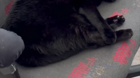 Adopting a Cat from a Shelter Vlog - Cute Precious Piper Holds Her Legs When She Sleeps #shorts