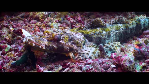 This is Raja Ampat (4k) - dive into the dream of biodiversity