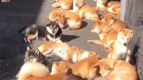 SHIBA GANG 😳❤️