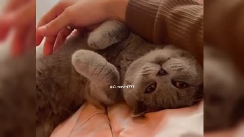 Funny cat ever, Love animal # do not hurt them, they also have a emotion