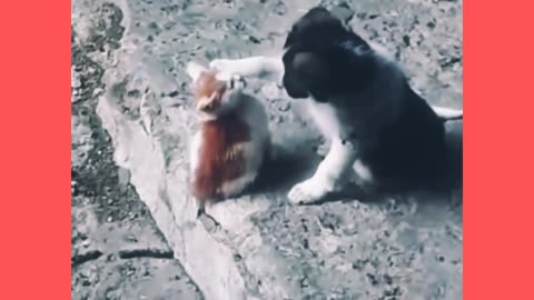 "Unlikely Best Friends: Dog's Adorable Obsession with Cat!"