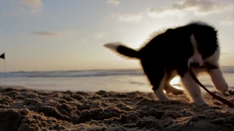 Puppy Dog Playful Beach Sand Play 10