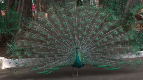 peacock spread feather