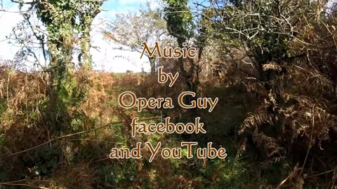 Dartmoor hill ponies Devon England Dartmoor October 2020 Opera Guy in pictures