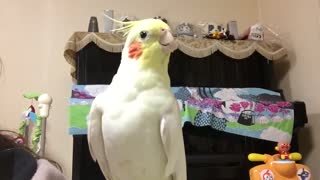 Cockatiel Sings - Radio GaGa- Queen Song