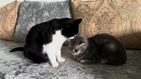 Cat Lovingly Grooms Other Cat