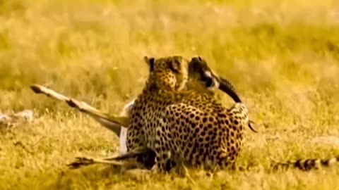 Cheetah running behind his meal, did he get his meal??