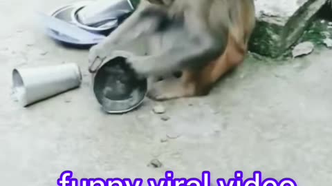 Funny Video Compilation Funniest animals Video