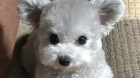 Cute Little Puppy