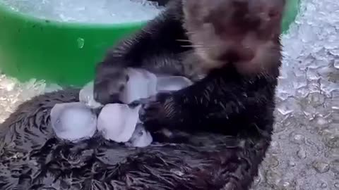 Happy otters! 🧊🥰