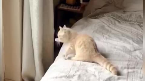 cat funny video