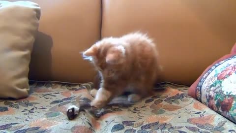 Beautiful kitten is playing on bed